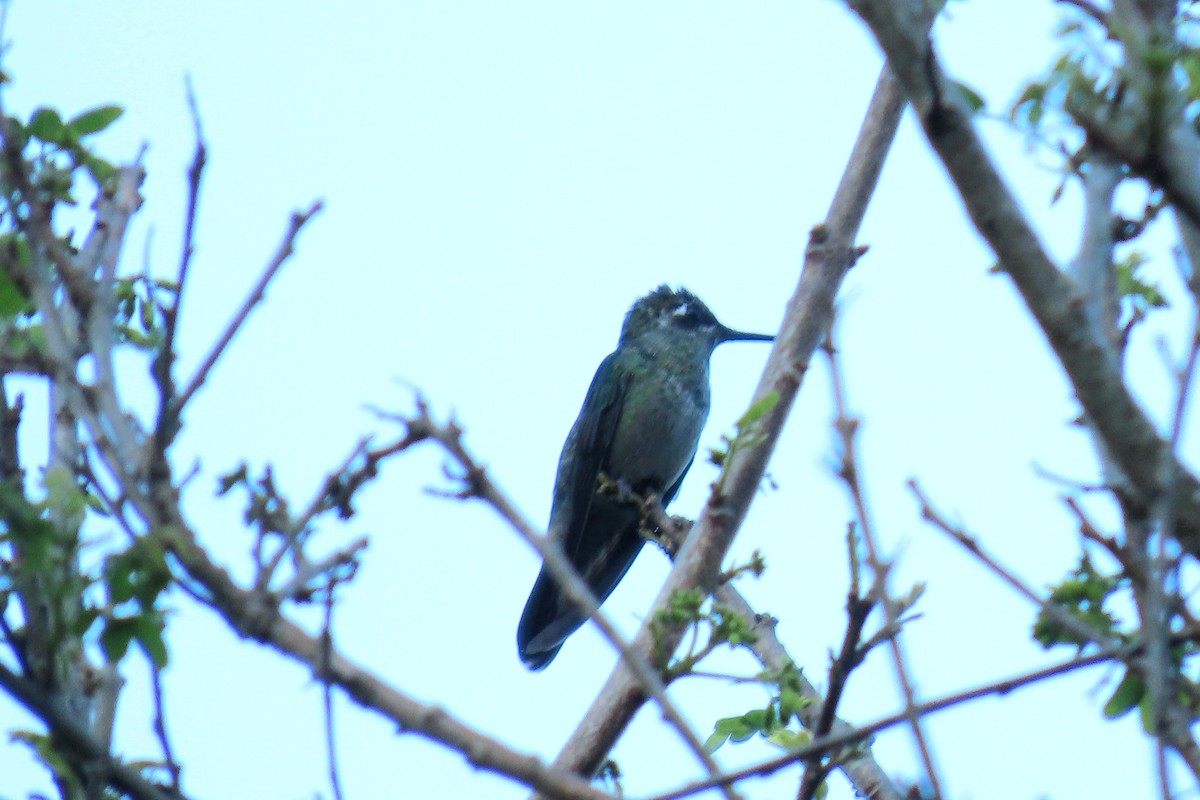 Rivoli's Hummingbird - ML646621838