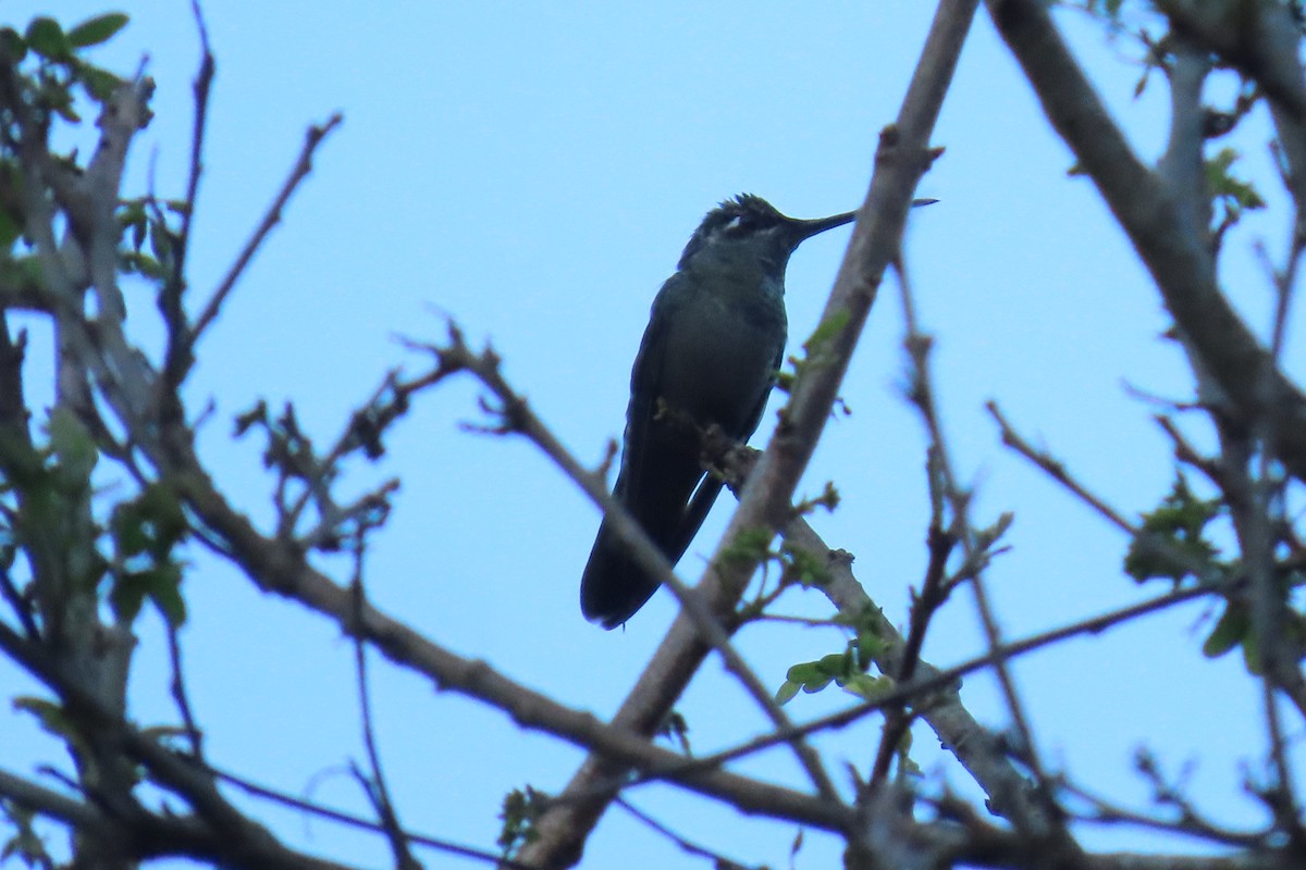 Rivoli's Hummingbird - ML646621839