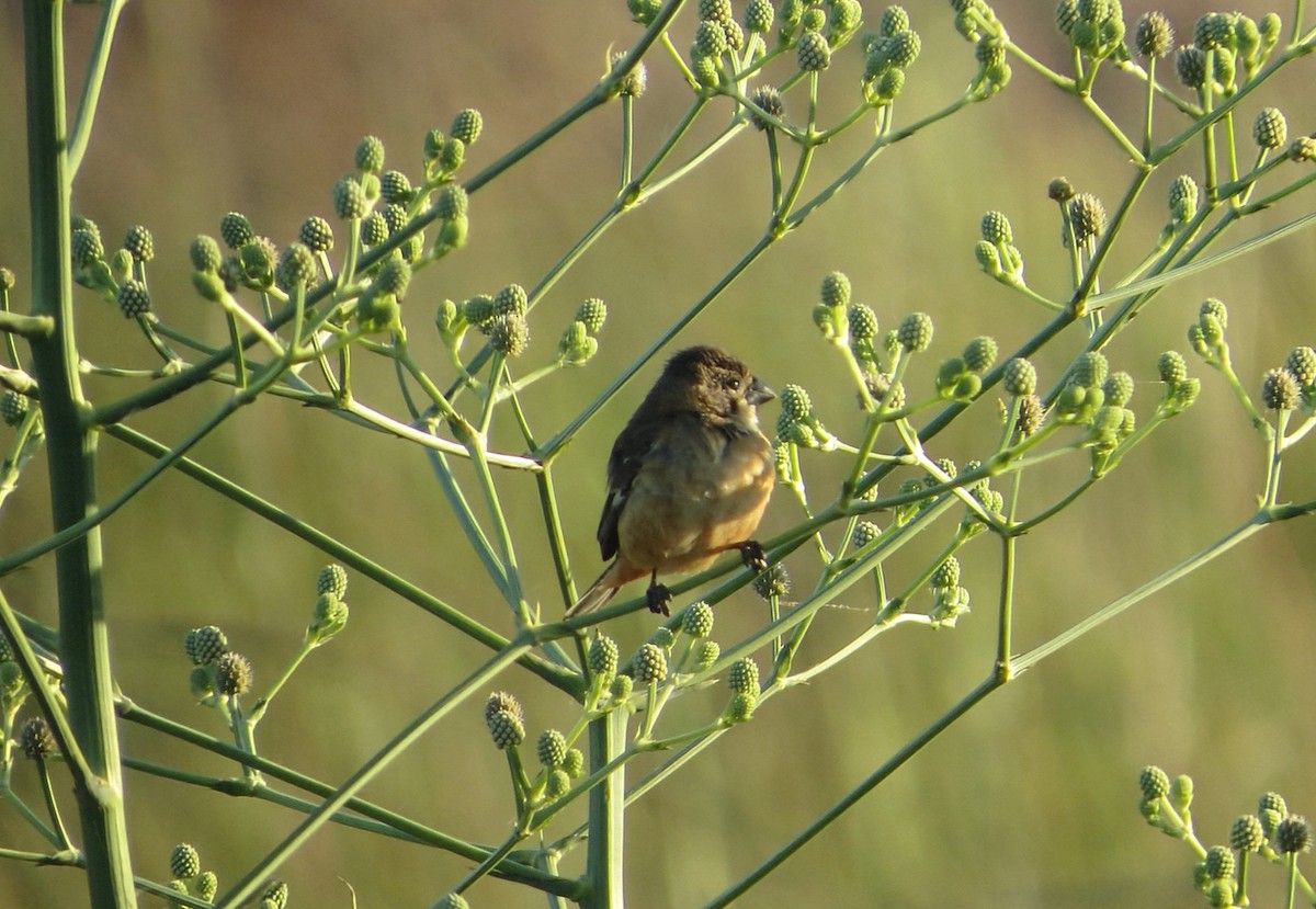 Rusty-collared Seedeater - ML646621847
