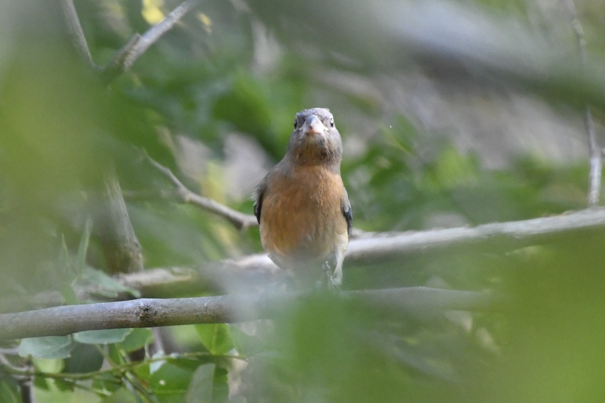 Rose-bellied Bunting - ML646621852