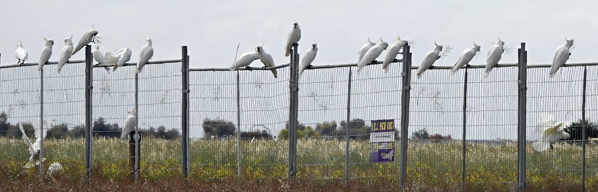 kakadu žlutočečelatý - ML646621853