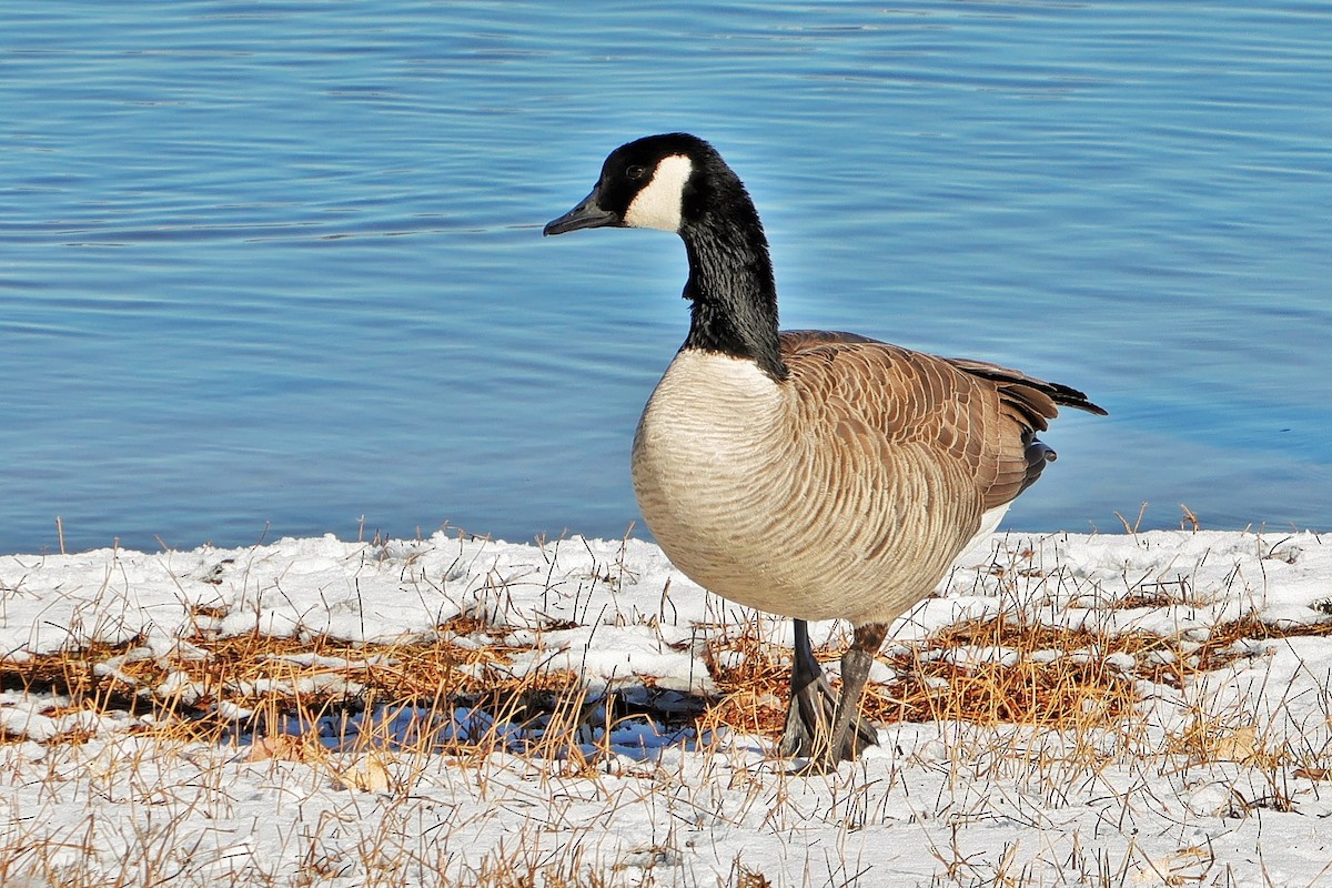 Cackling Goose - ML646621859