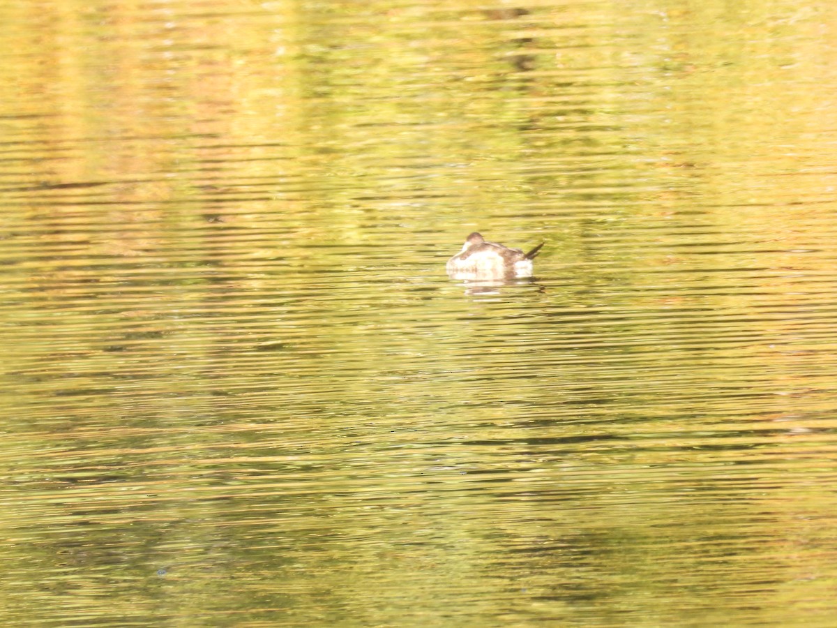 צחראש אדמוני - ML646621862