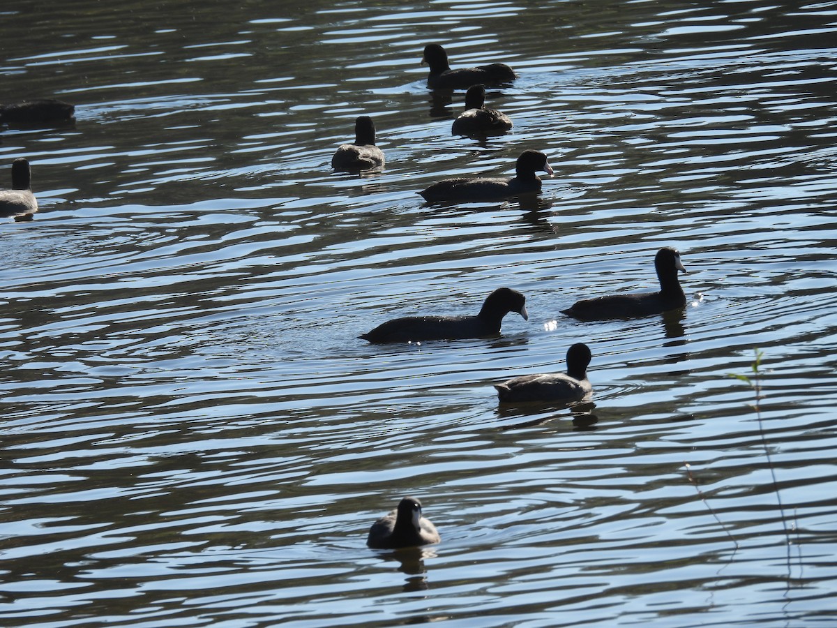 אגמית אמריקנית - ML646621863
