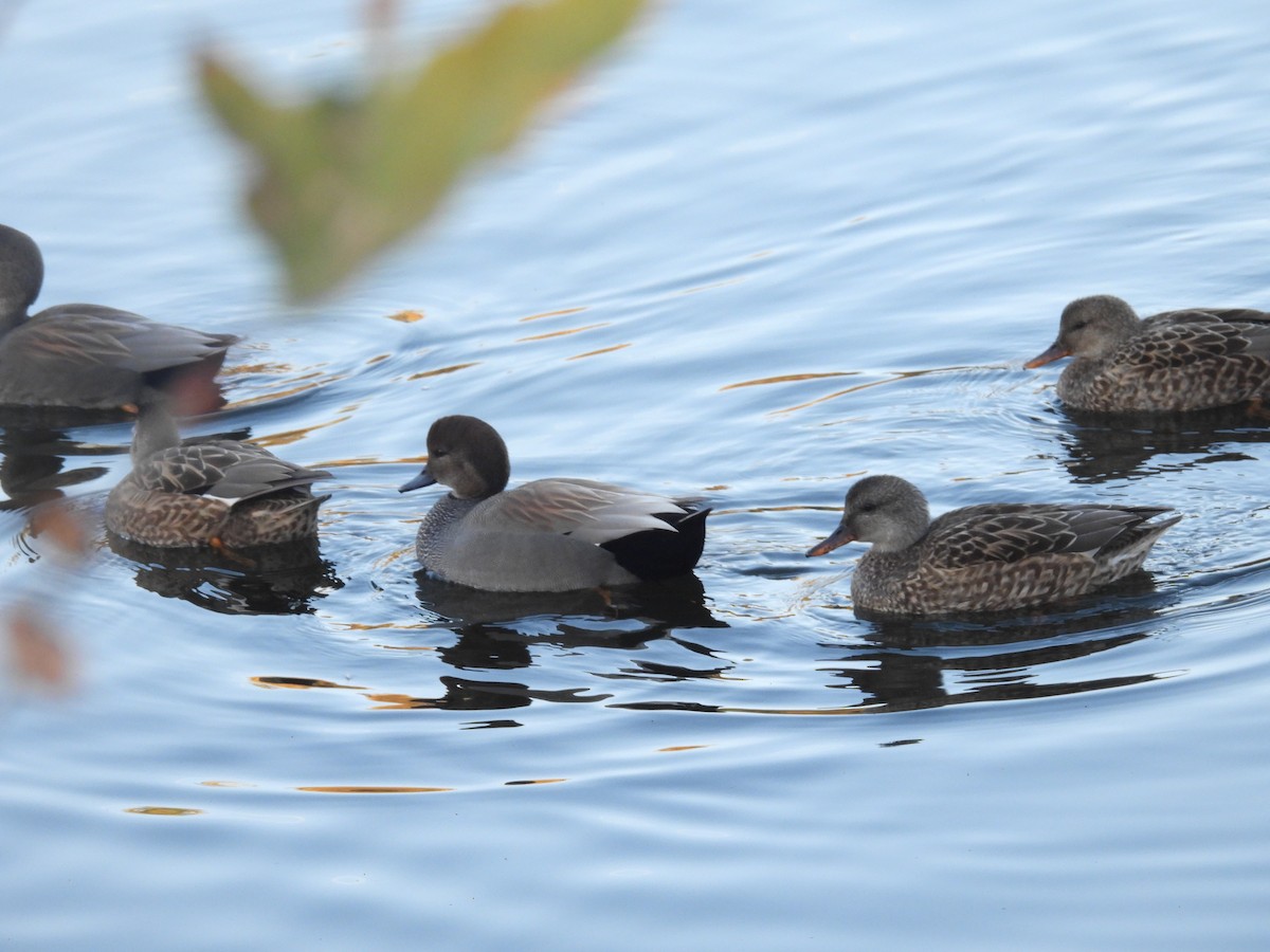 ברווז אפור - ML646621864