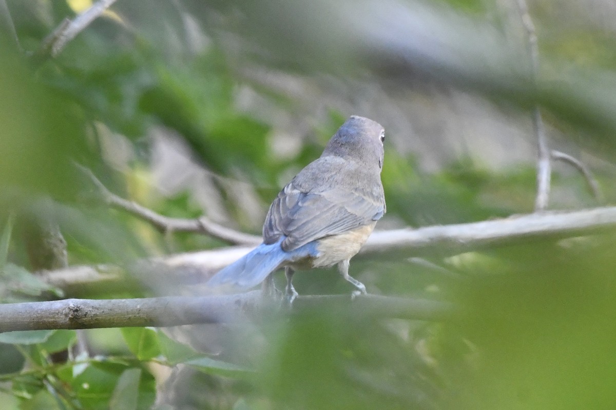 Rose-bellied Bunting - ML646621865