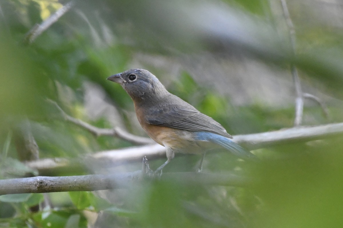 Rose-bellied Bunting - ML646621866