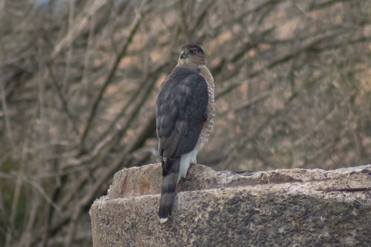 Cooper's Hawk - ML646621867