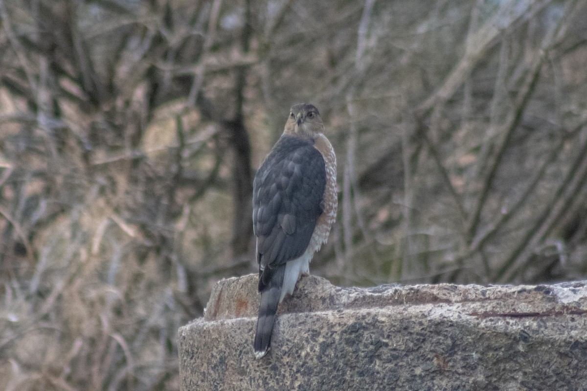 Cooper's Hawk - ML646621868