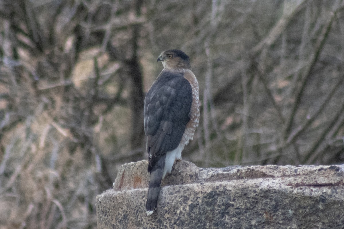 Cooper's Hawk - ML646621869