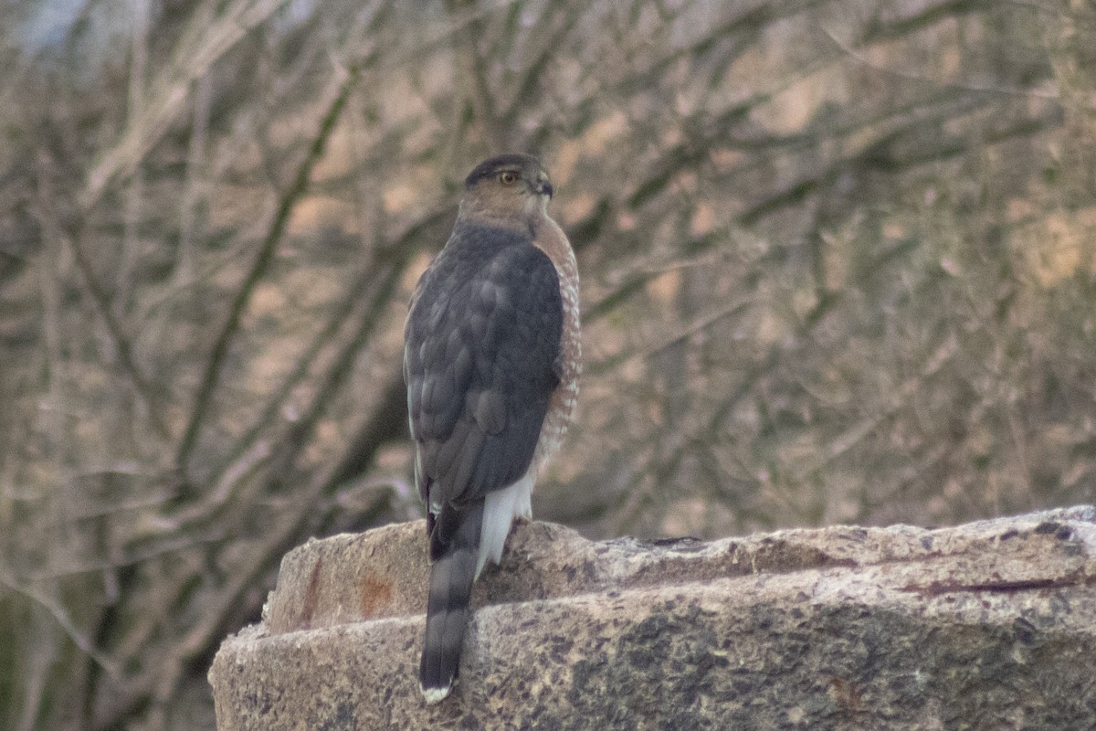 Cooper's Hawk - ML646621870