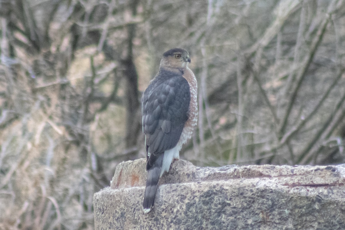 Cooper's Hawk - ML646621871
