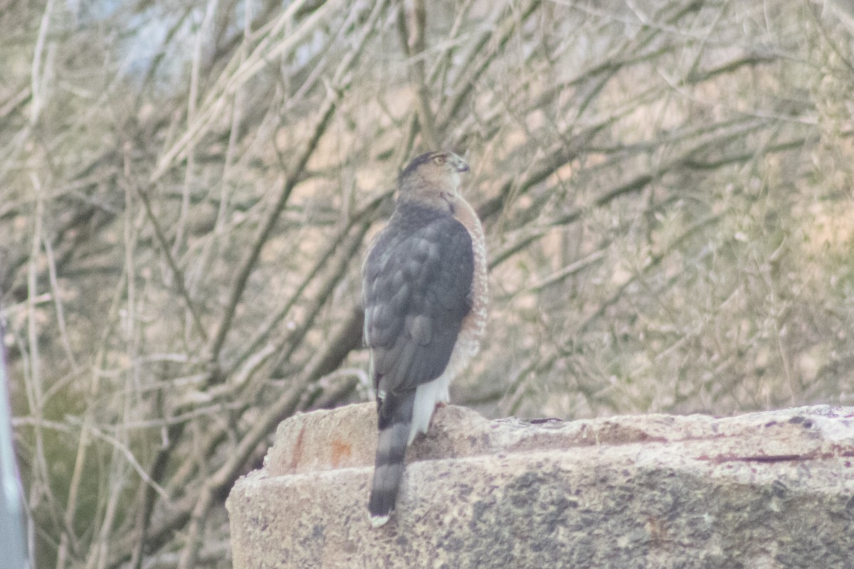 Cooper's Hawk - ML646621872