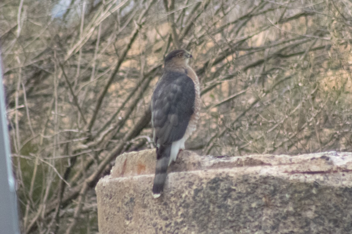 Cooper's Hawk - ML646621873