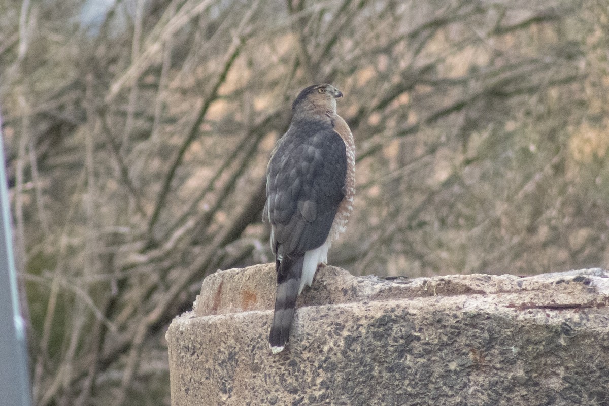Cooper's Hawk - ML646621874