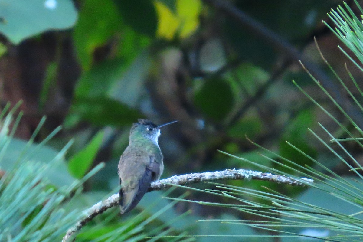 Azure-crowned Hummingbird - ML646621875