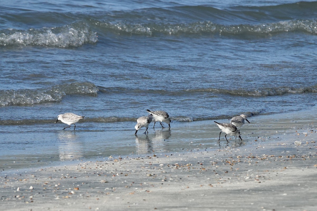 Sanderling - ML646621878