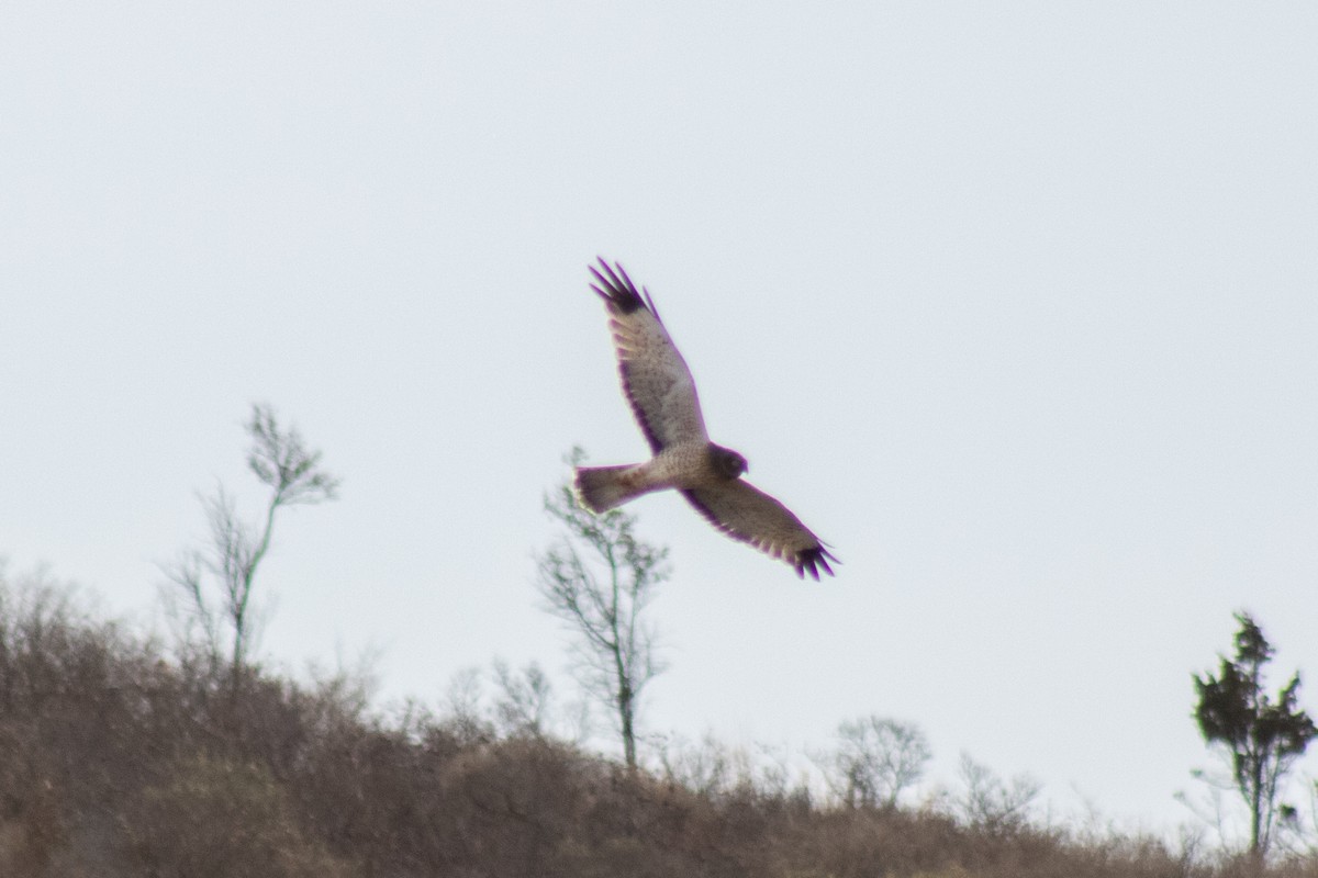 Лунь американський - ML646621879