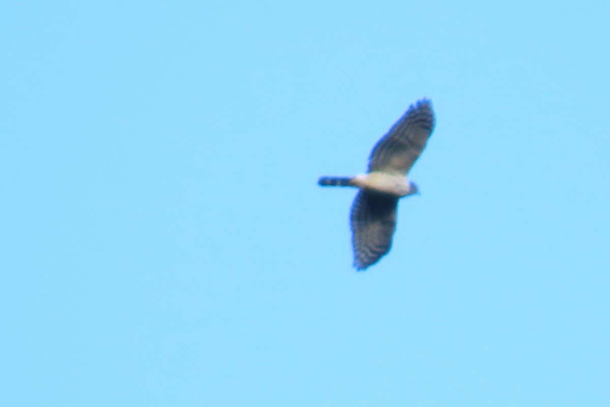 Double-toothed Kite - ML646621889