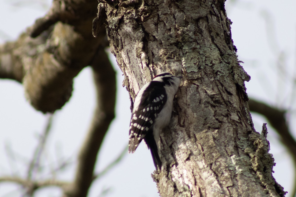Downy Woodpecker - ML646621901