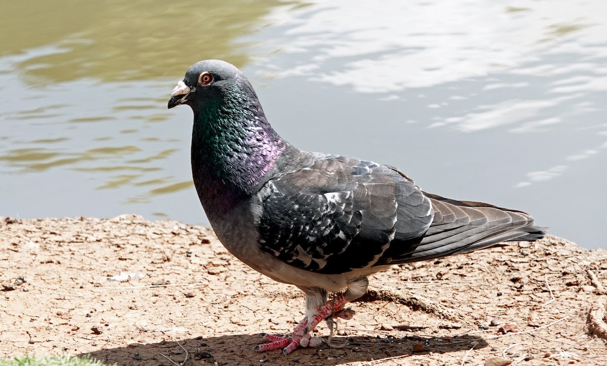 holub skalní (domácí) - ML646621903