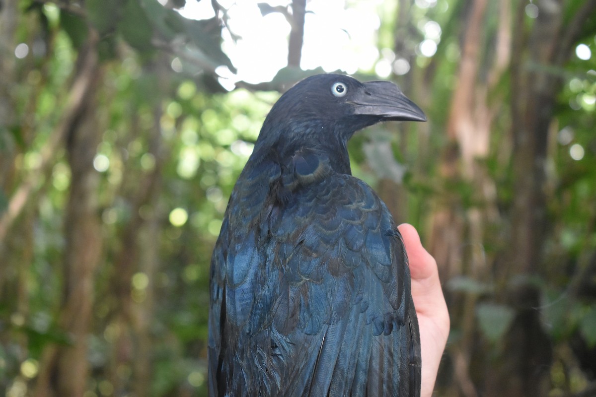 Smooth-billed Ani - ML646621905