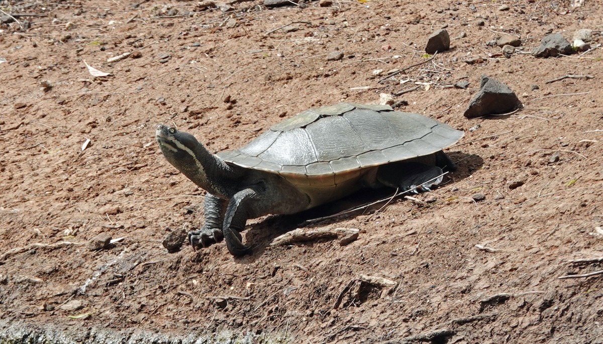Murray Short-necked Turtle - ML646621913