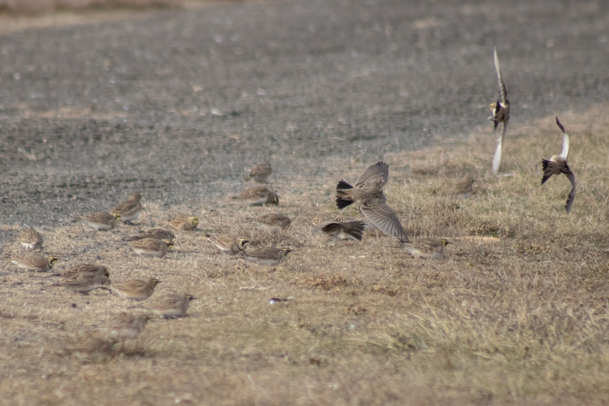 Horned Lark - ML646621918