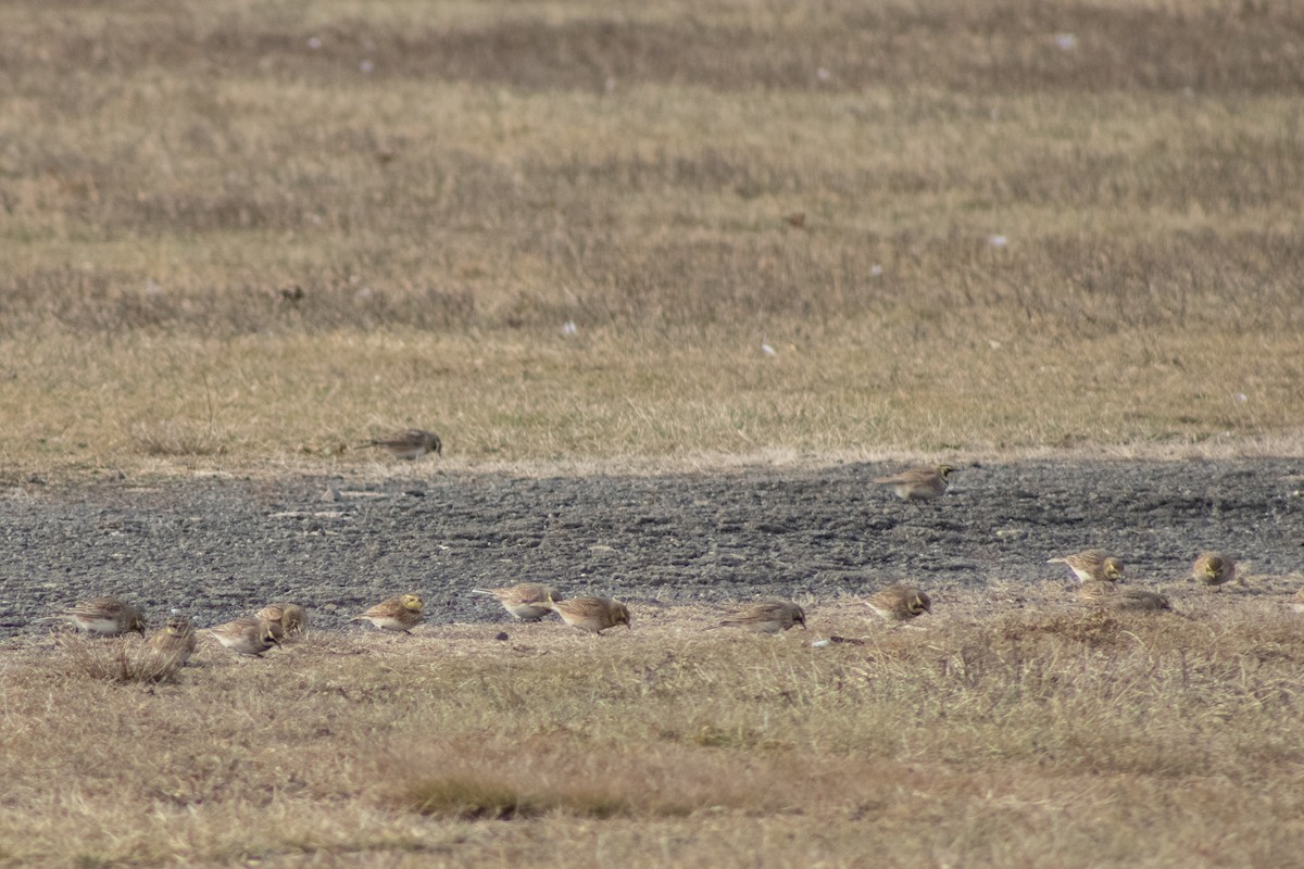 Horned Lark - ML646621919