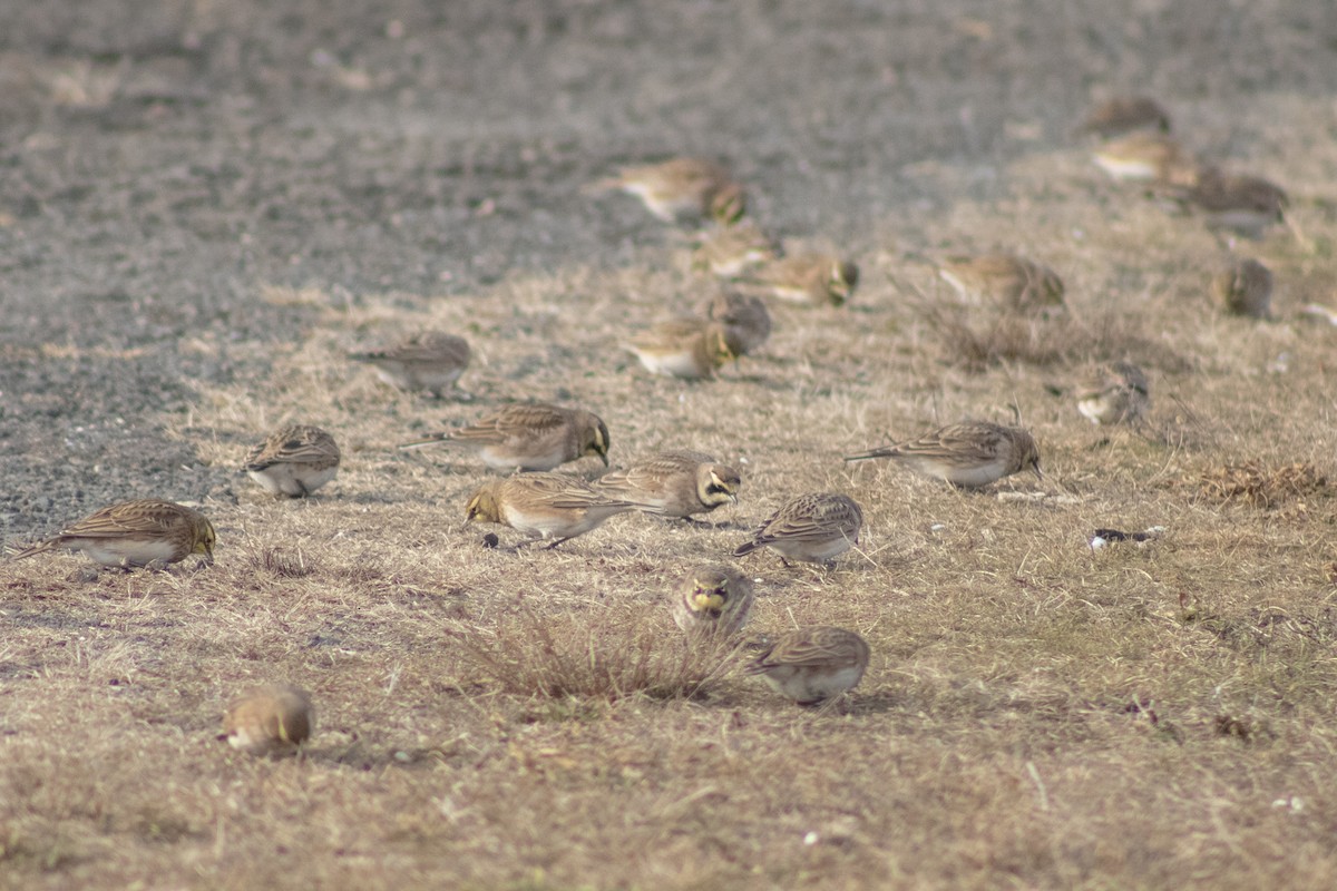 Horned Lark - ML646621920