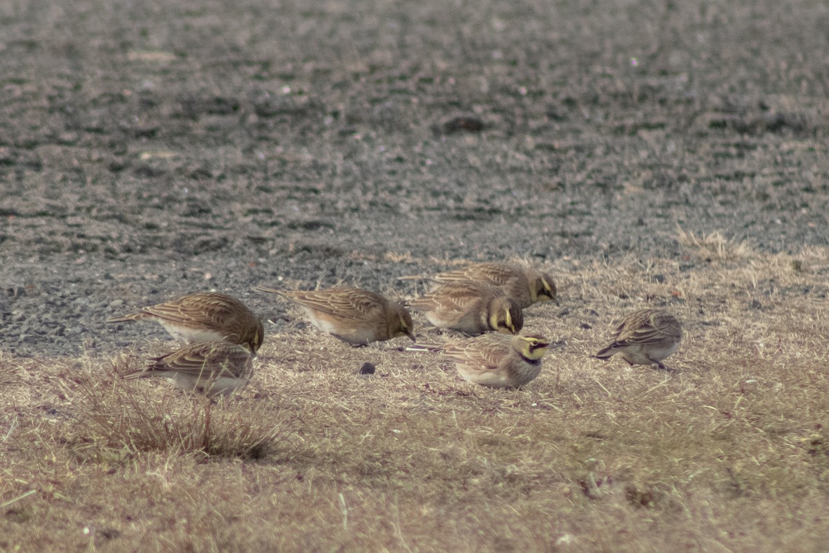 Horned Lark - ML646621921