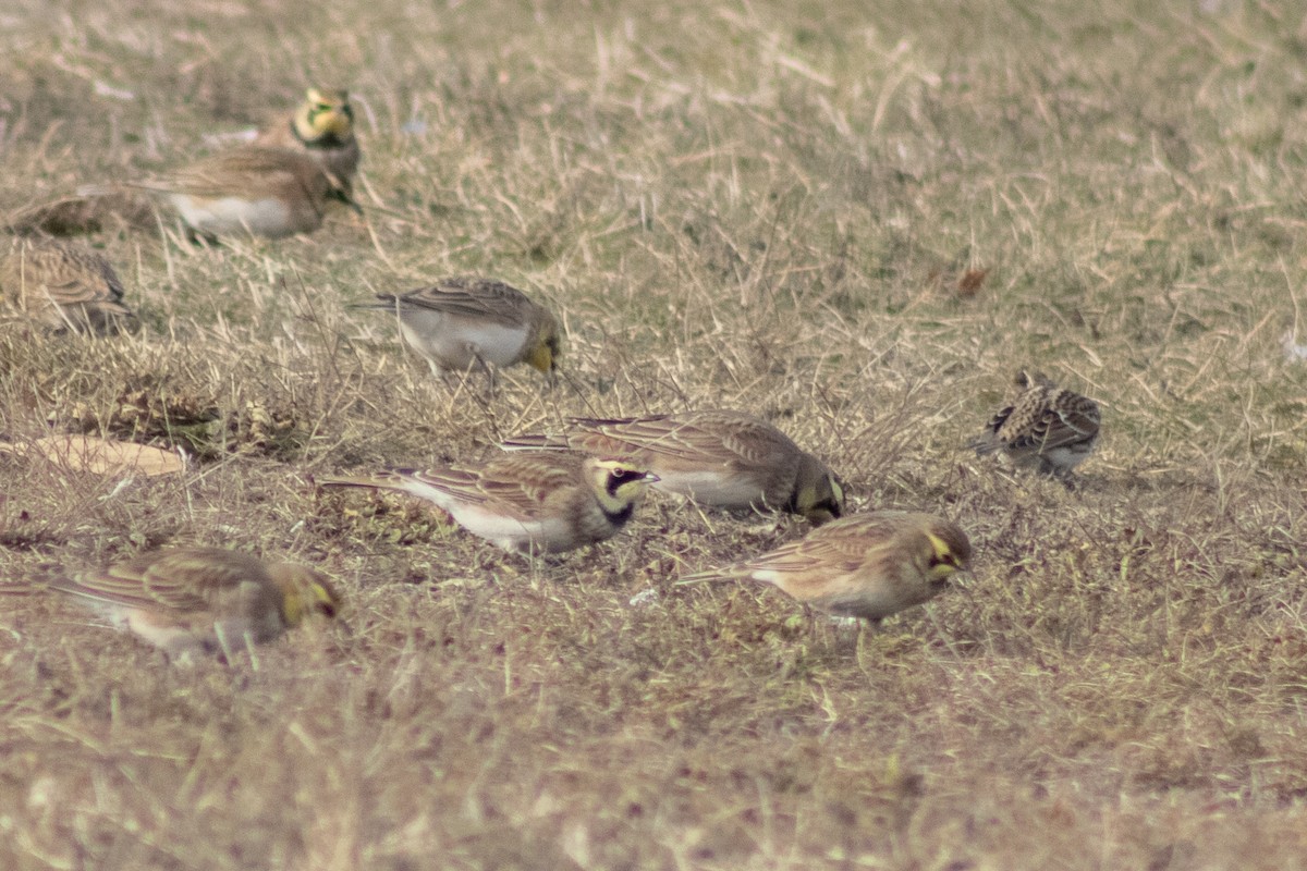 Horned Lark - ML646621922