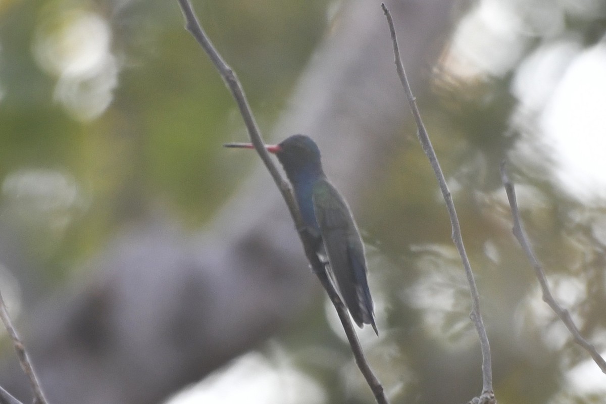 Colibrí Piquiancho de Guerrero - ML646621926
