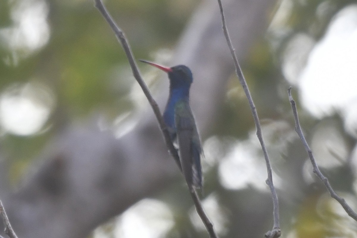 Colibrí Piquiancho de Guerrero - ML646621928