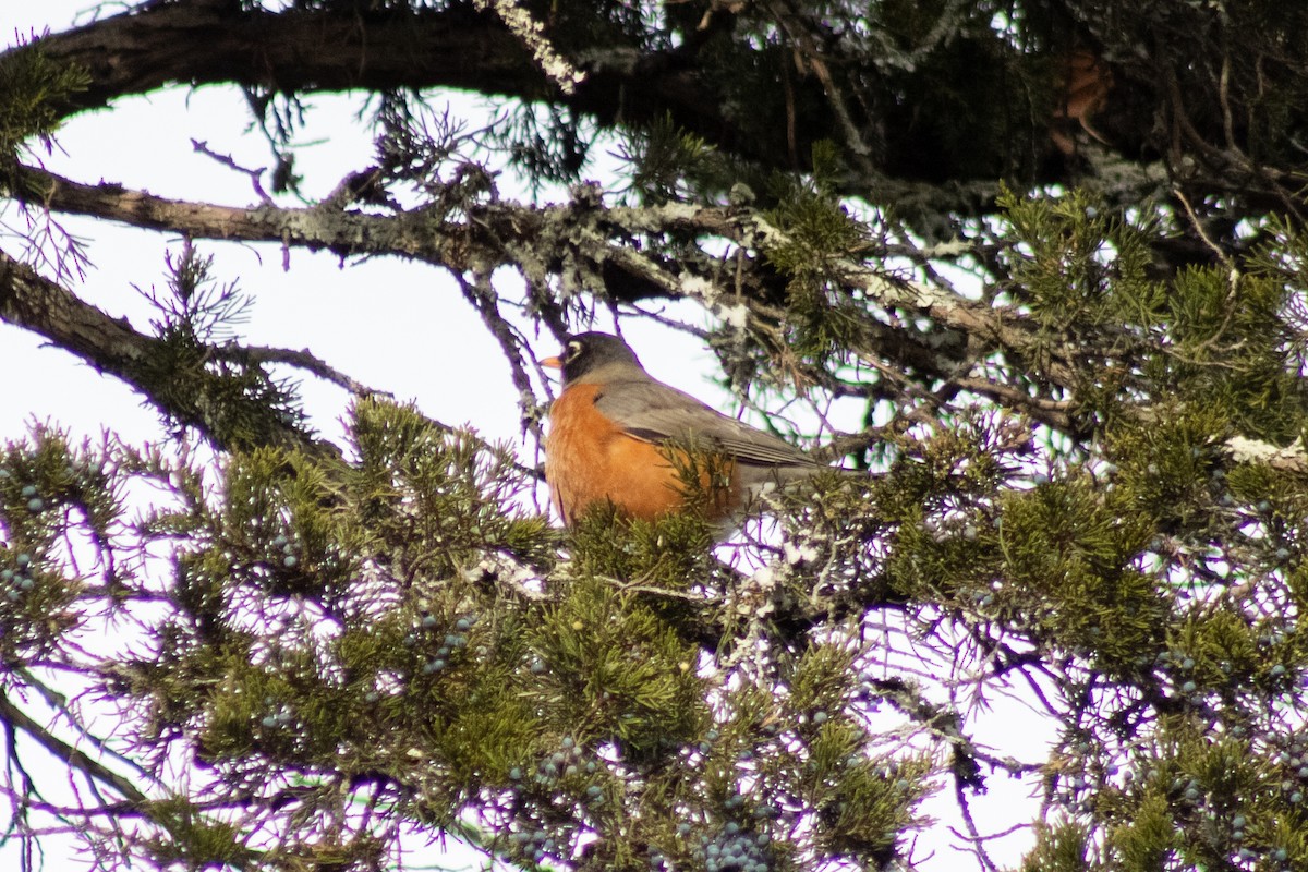 American Robin - ML646621941