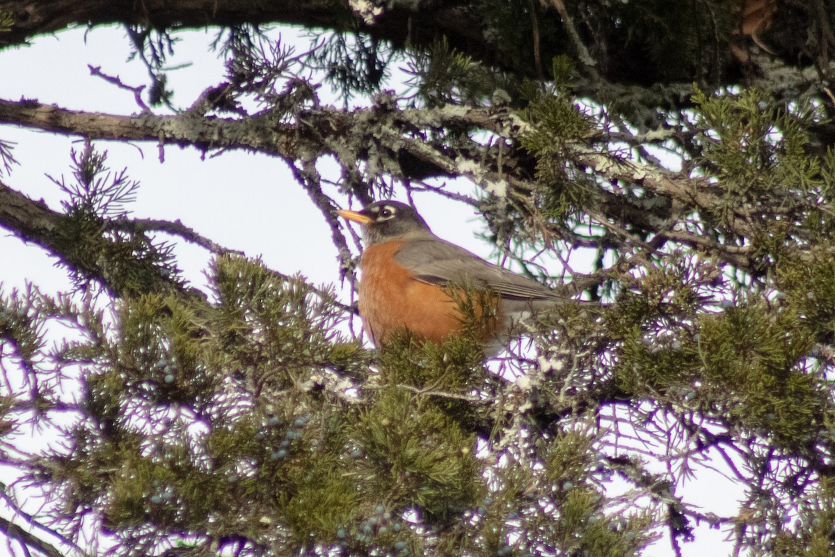 Дрізд мандрівний - ML646621942