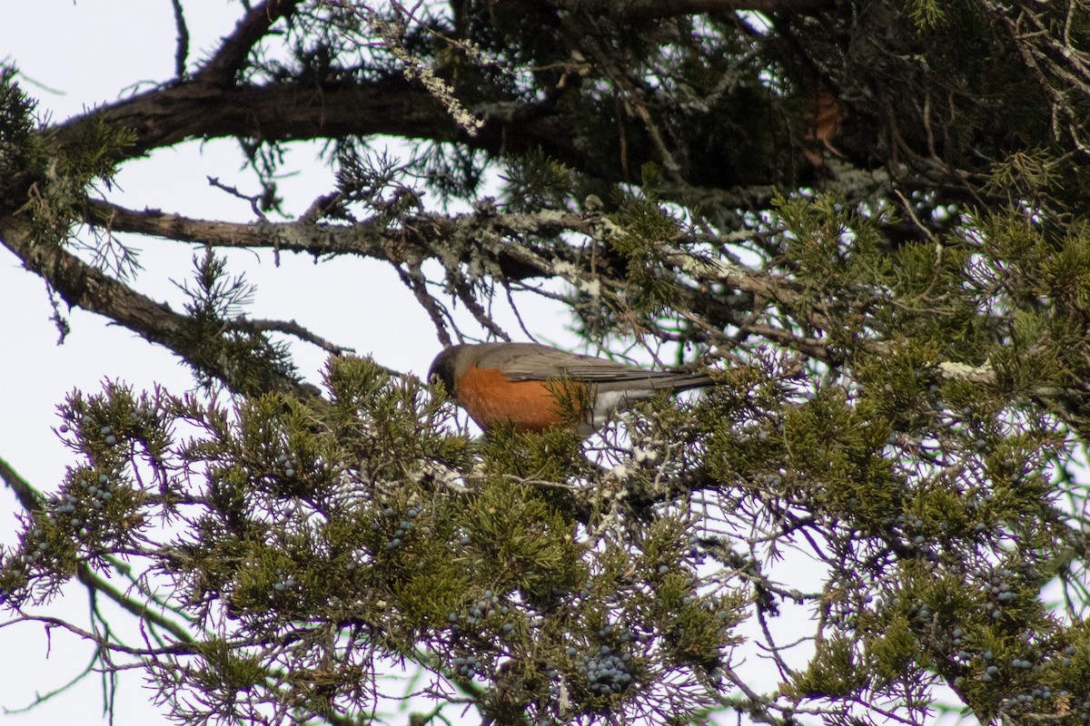 American Robin - ML646621943