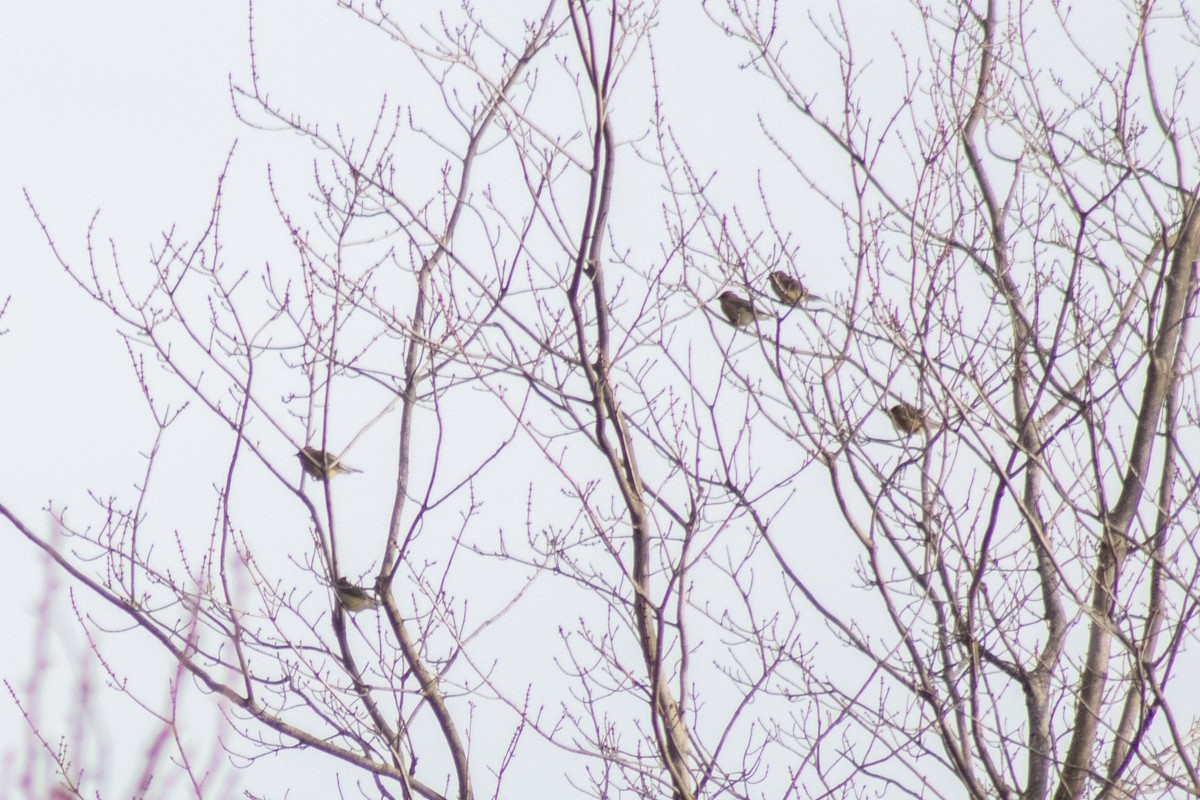 Cedar Waxwing - ML646621946