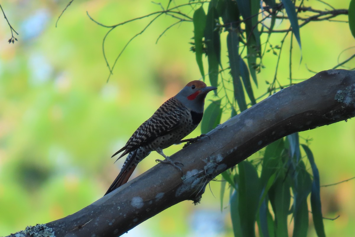 Guatemalan Flicker - ML646621947
