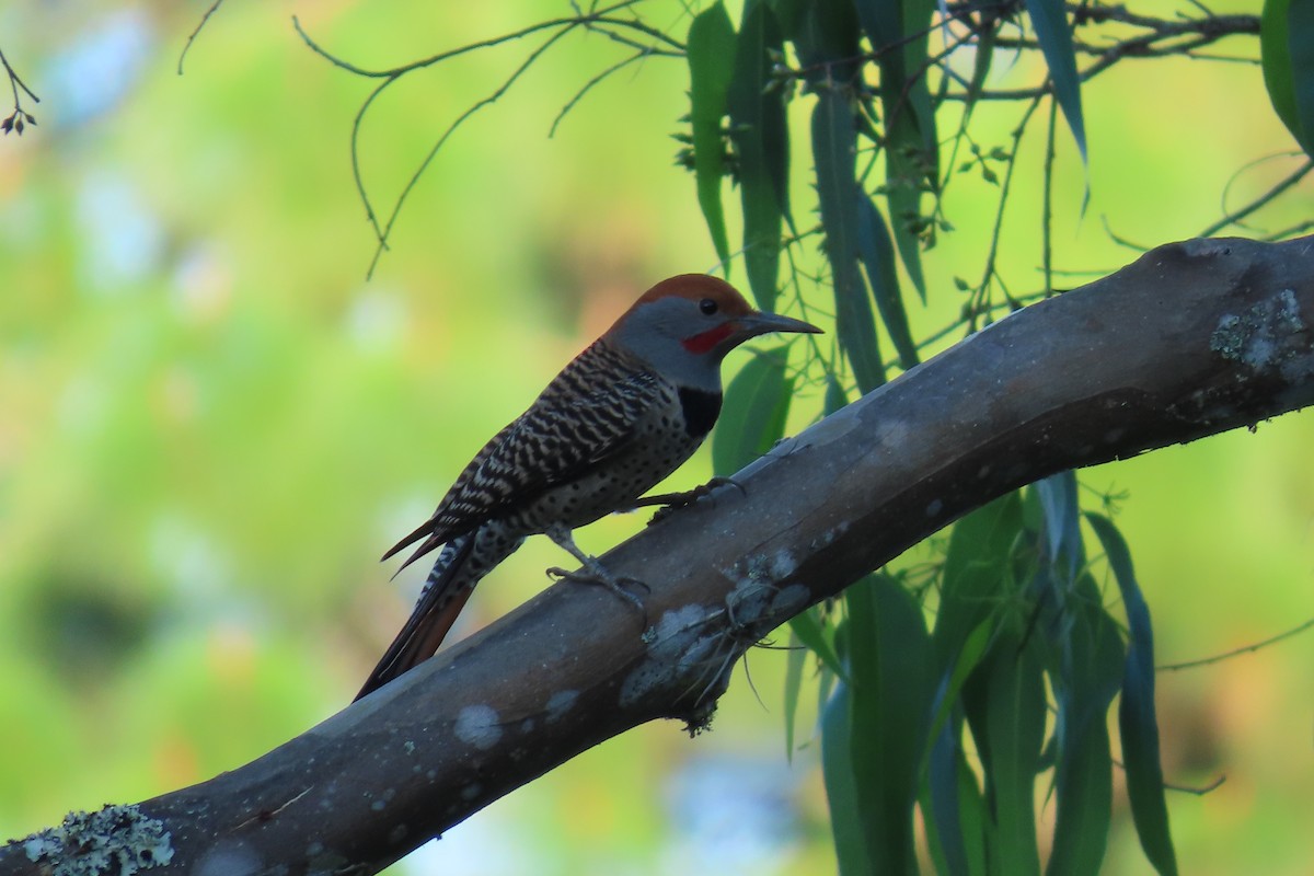Guatemalan Flicker - ML646621948