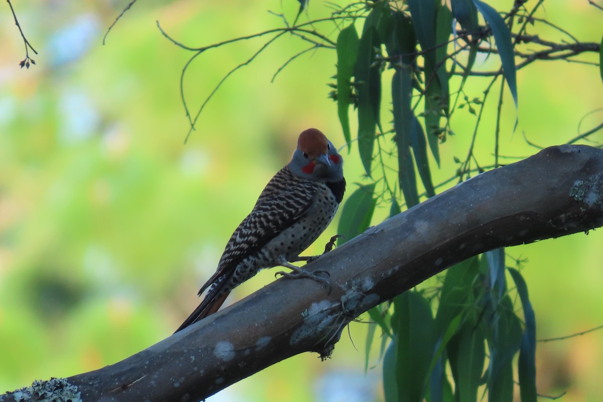 Guatemalan Flicker - ML646621949