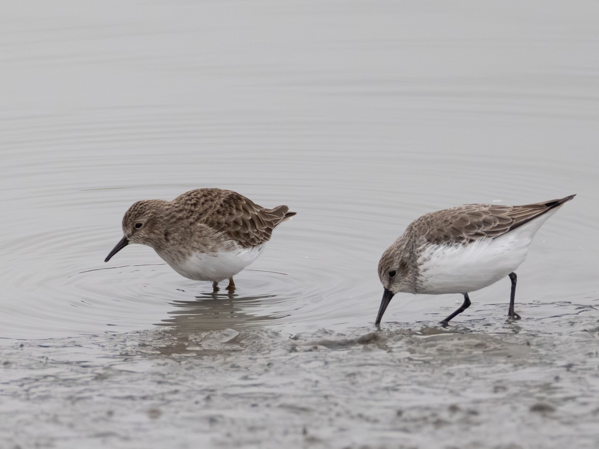 Least Sandpiper - ML646621951