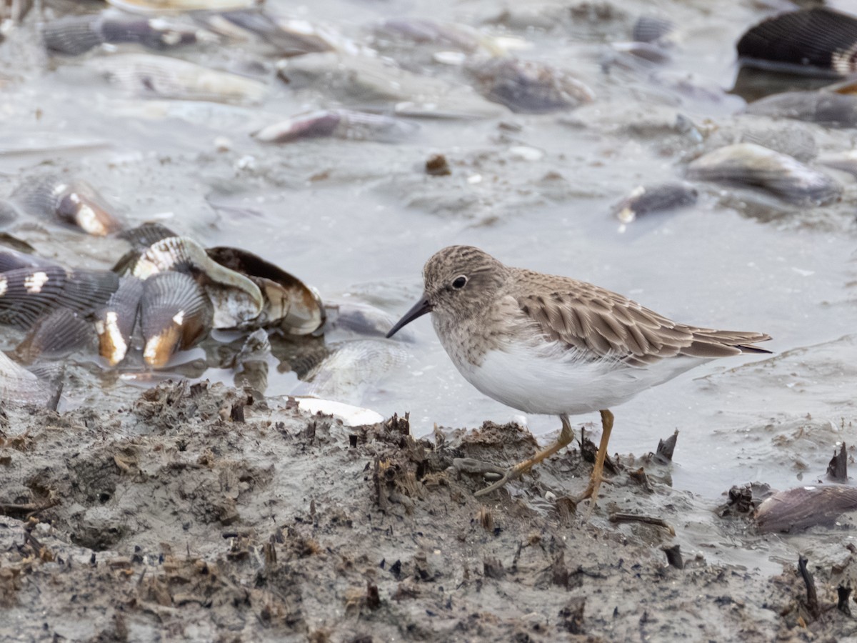 Least Sandpiper - ML646621952