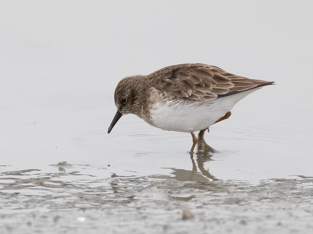 Least Sandpiper - ML646621953