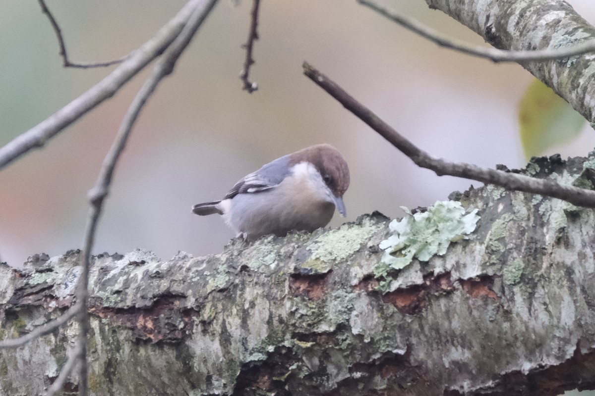 Буроголовый поползень - ML646621954