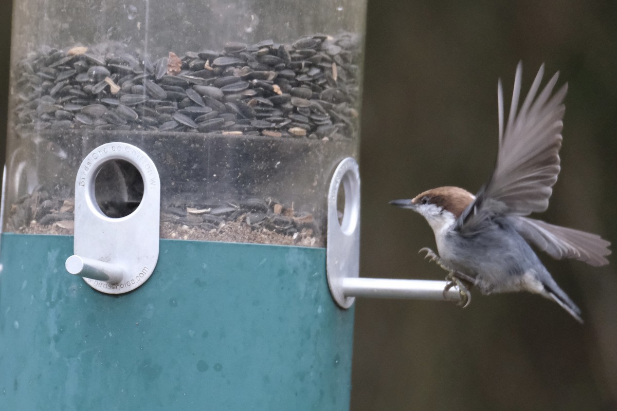 Буроголовый поползень - ML646621955