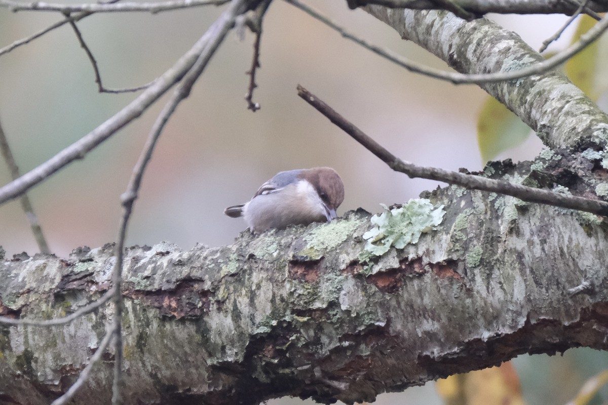 Буроголовый поползень - ML646621956