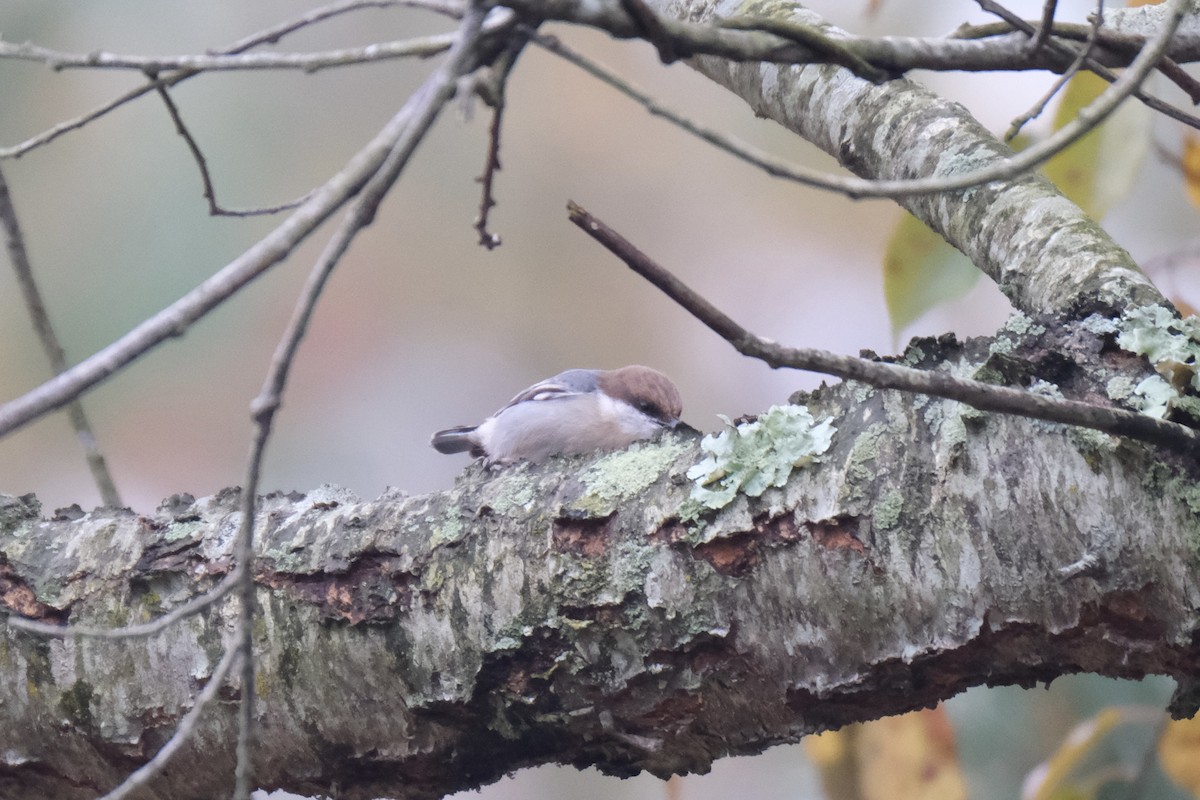 Буроголовый поползень - ML646621957