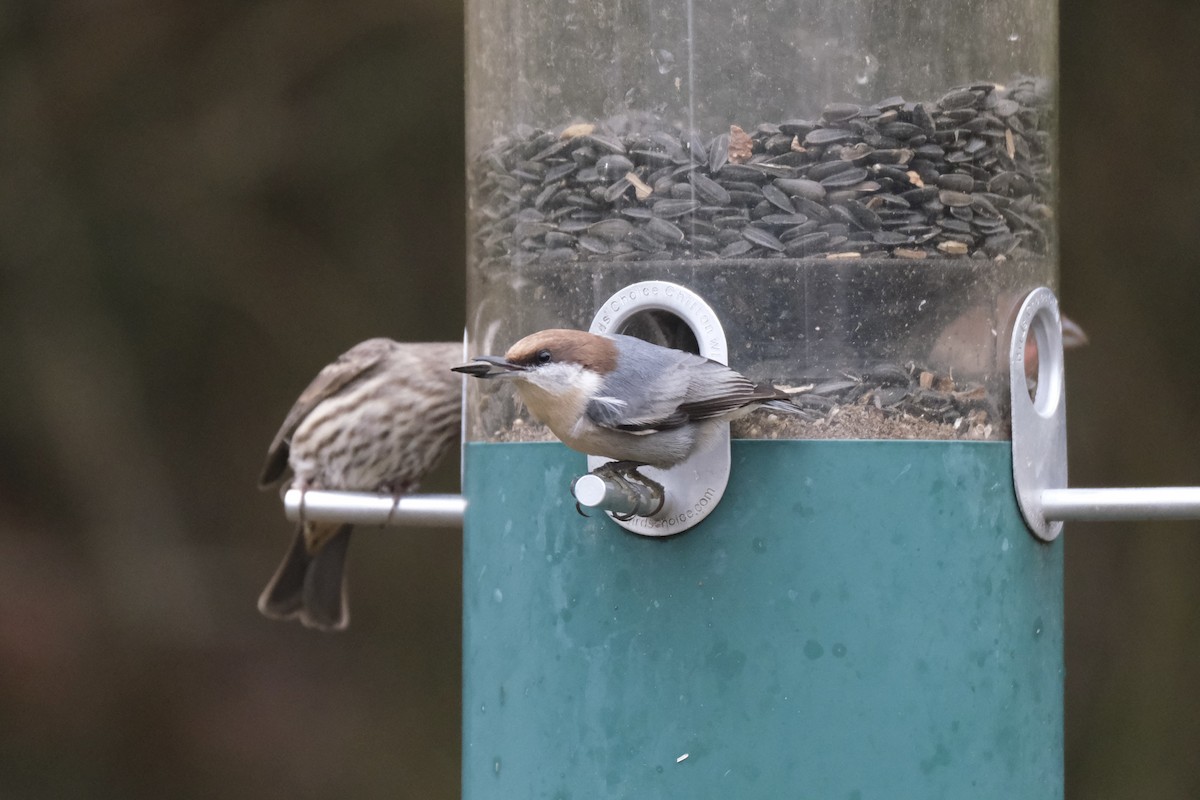 Буроголовый поползень - ML646621958