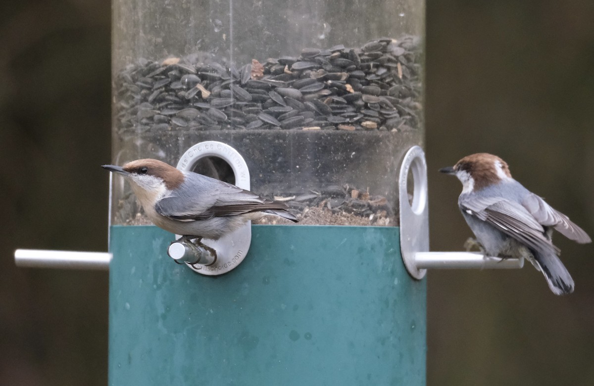 Буроголовый поползень - ML646621959